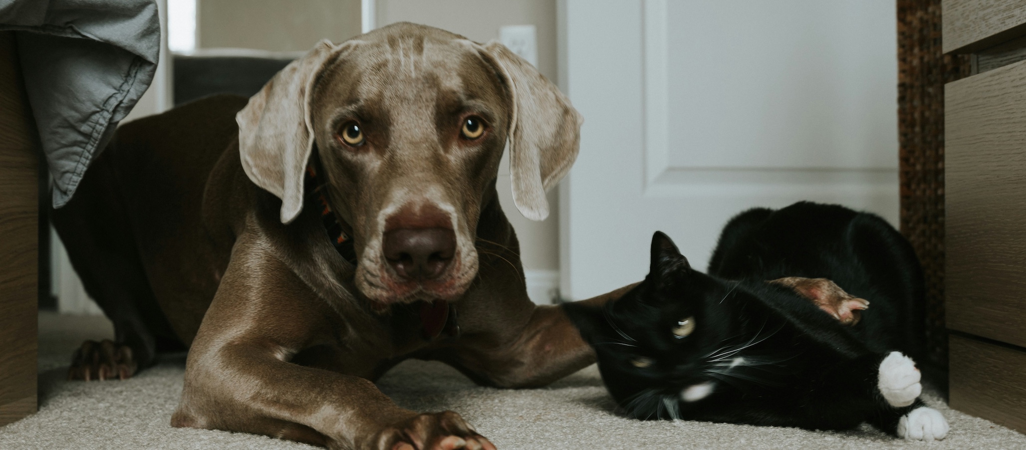 Seguro de Mascotas en Móstoles y Fuenlabrada